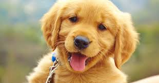 dog-profile