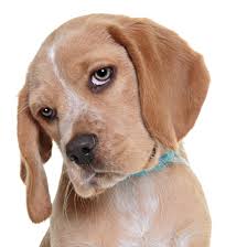 dog-profile